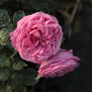 Nostalgična vrtnica - Roza - Naomi™ - 